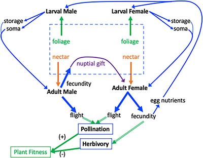 Flight-Fecundity Trade-offs: A Possible Mechanistic Link in Plant–Herbivore–Pollinator Systems